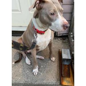 Lost Dog Nala