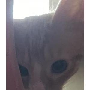 Image of simba, Lost Cat