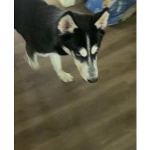 Lost Dog Flash