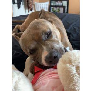 Lost Dog Diesel
