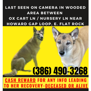 Lost Dog Timber