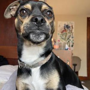 Lost Dog Deebo