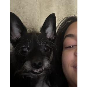 Lost Dog Bella