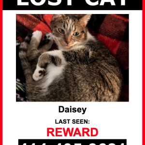 Lost Cat Daisey