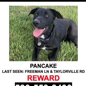 Lost Dog Pancake