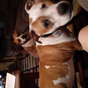 Lost Dog Slinky