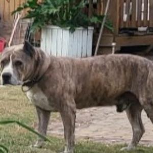 Image of Smo-kee, Lost Dog