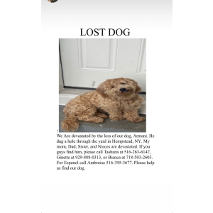 Lost Dog Armani