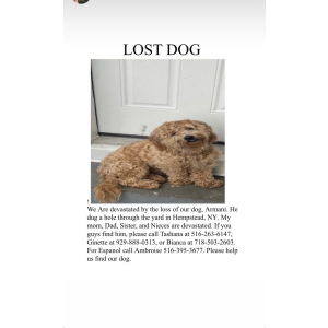 Lost Dog Armani
