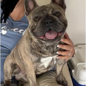 Image of Moose, Lost Dog