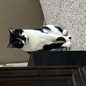 Image of Oreo, Lost Cat