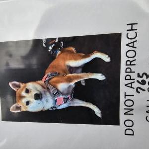 Lost Dog Eleanor (Edna)