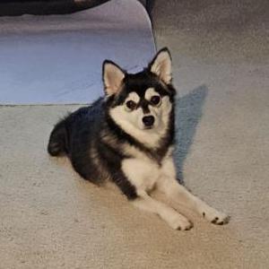 Lost Dog Hachi