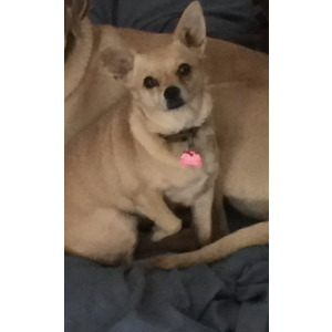 Image of Sassy, Lost Dog