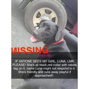 Lost Dog Luna