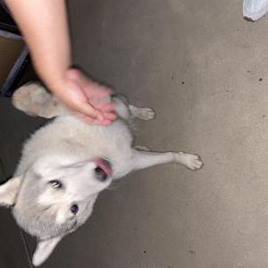 Found Dog Unknown