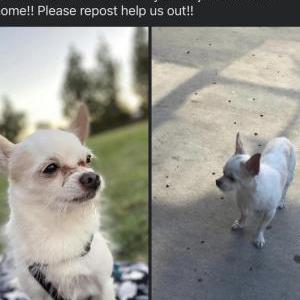 Lost Dog Bandit