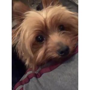 Image of Deuce, Lost Dog