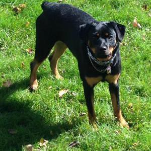 Lost Dog Darla