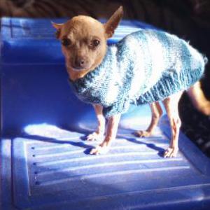 Lost Dog Peanut
