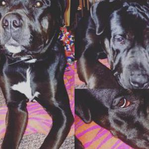 Lost Dog Anchor