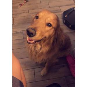 Lost Dog Henry