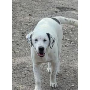 Image of Manchitas, Lost Dog