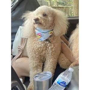 Lost Dog Bella / Stolen HDepo