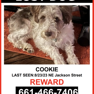 Lost Dog Cookie