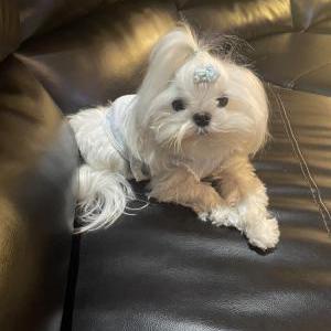 Image of coconut, Lost Dog