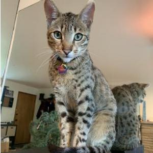 Image of Leon, Lost Cat