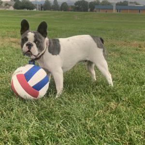 Lost Dog Alicia Alvarado