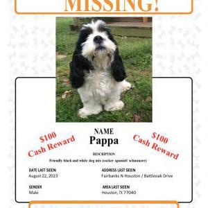 Lost Dog Pappa