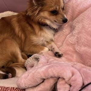 Lost Dog Molly
