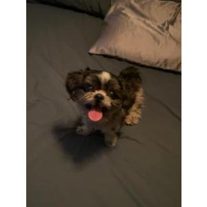 Image of Unknown, Found Dog