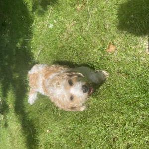 Found Dog Unknown