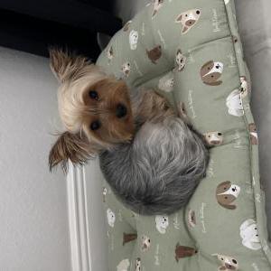 Image of Neo, Lost Dog