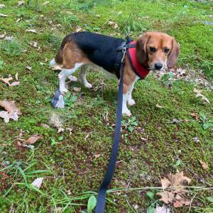 Lost Dog Mick Jagger