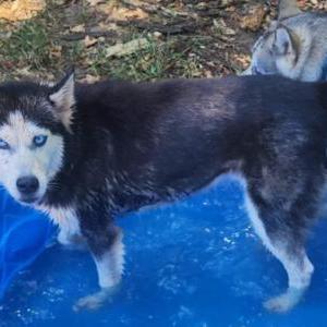 Lost Dog Onyx