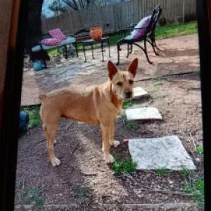 Image of Leia, Lost Dog