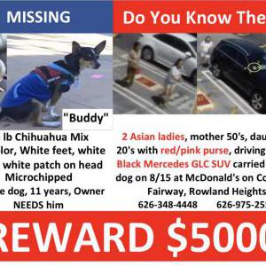 Lost Dog Buddy