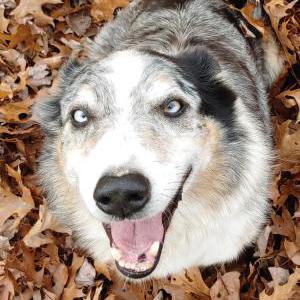 Lost Dog Amigo