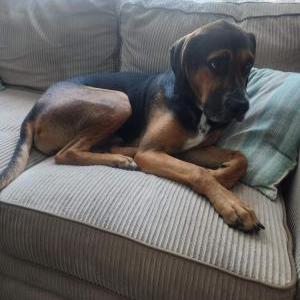 Lost Dog Brady