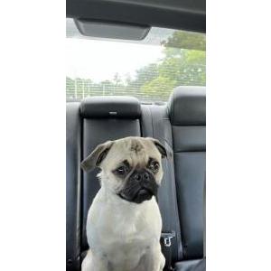 Lost Dog Junior