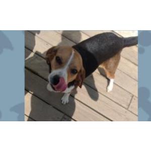 Lost Dog Bea