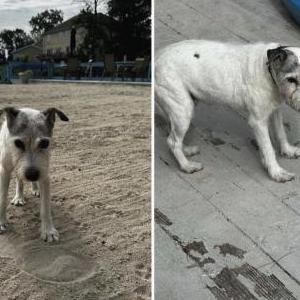 Found Dog Unknown