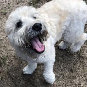 Lost Dog Henry