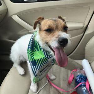 Lost Dog Roxie