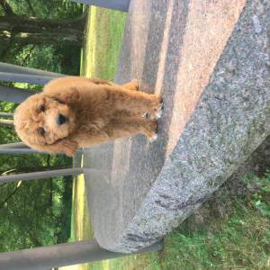Image of Blinkey, Lost Dog