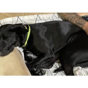 Lost Dog Dakota